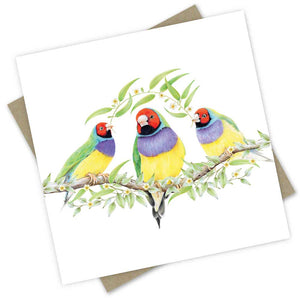 PopcornBlue Gouldian Finches