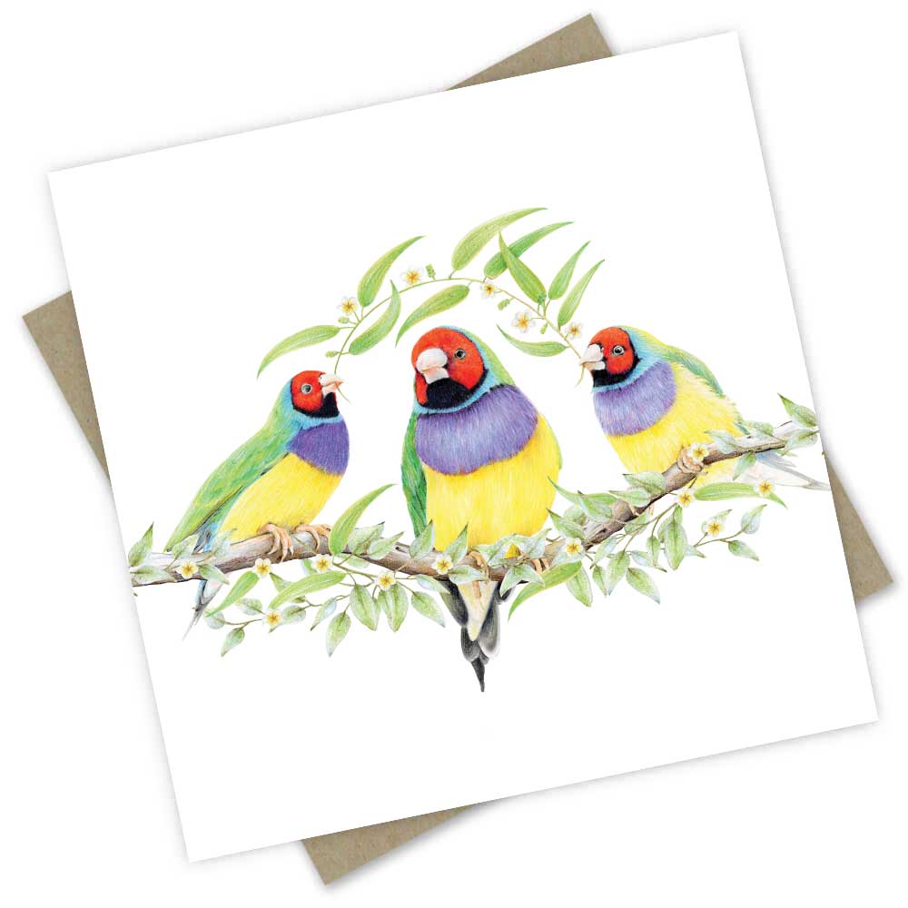PopcornBlue Gouldian Finches