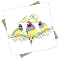PopcornBlue Gouldian Finches
