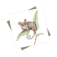 PopcornBlue Peta the Pygmy Possum